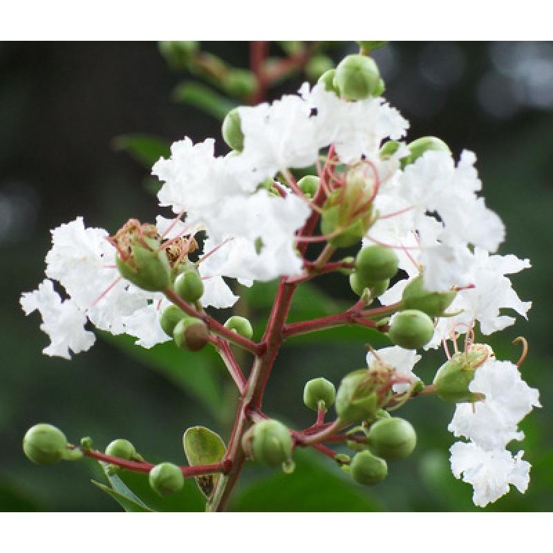 紫薇树苗紫薇花百日红盆栽盆景红花紫薇红火箭紫薇庭院紫荆花卉 白