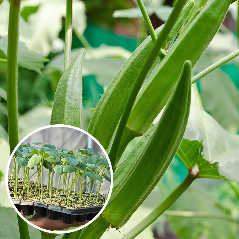 寿禾 秋葵苗寿光蔬菜苗四季阳台盆栽带土带叶发货菜苗 黄秋葵苗 6棵