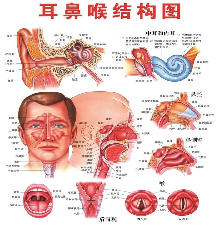 耳鼻喉构造挂图 鼻子的构造图鼻腔结构图鼻腔解剖图耳鼻喉科室挂图