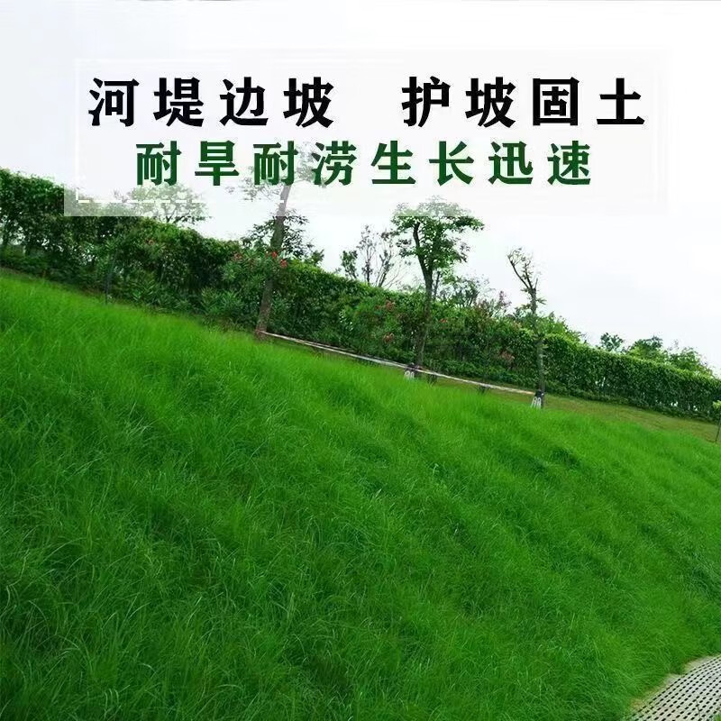 瑞蔬源草坪种子护坡耐寒四季青绿化工程别墅草种子/包衣混播草籽500g