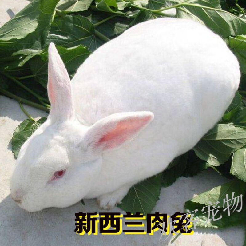 仟芸青年成年种兔兔子比利时新西兰八点黑肉兔回去可繁殖大型种兔