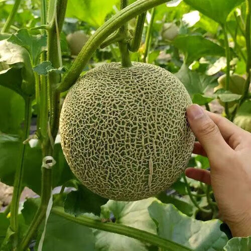 良蚨鲜 海南玫陇网纹瓜新鲜应季玫珑蜜瓜冰淇淋甜瓜孕妇水果 精选5斤优选玫龙蜜瓜2-3个