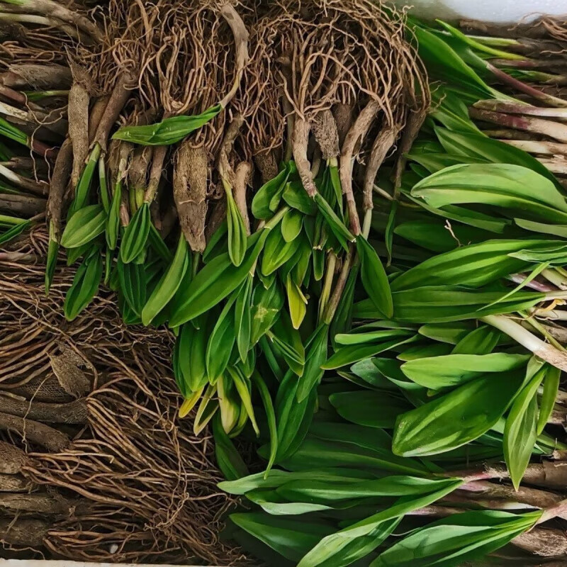 新鲜精品山葱寒葱基地发货野韭菜天蒜可食用绿植原生态 精品50颗