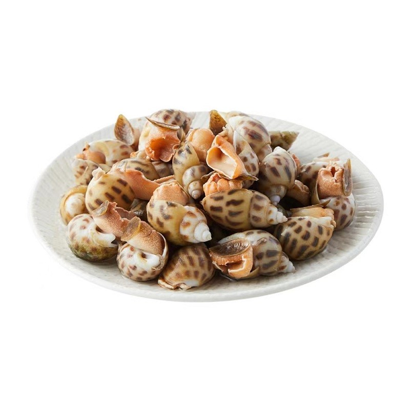 海蕴极鲜【活鲜】海蕴极鲜 花螺鲜活 海鲜水产 新鲜贝类 4-50只左右