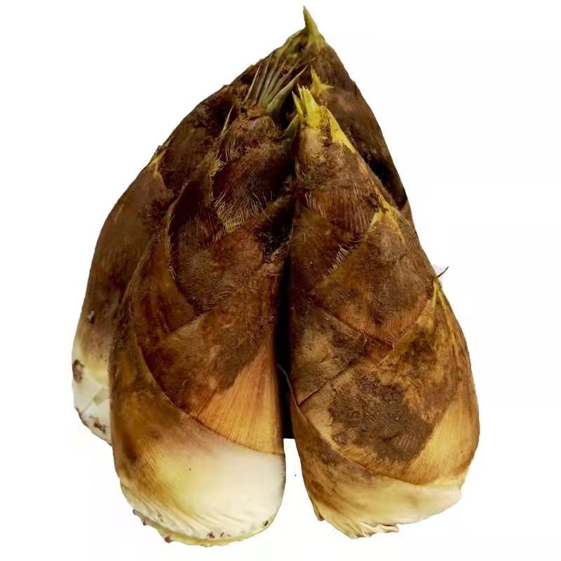 新鲜春笋现挖现发时令蔬菜去野竹笋大笋毛竹笋 手工精选装 【5斤装】