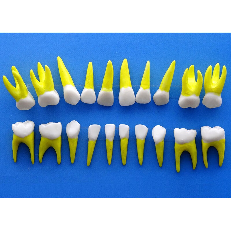 牙齿模型热销榜