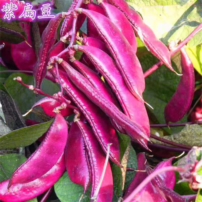 異卉 全紫紅邊綠眉豆種子扁豆荷蘭豆盆栽庭院爬藤四季春夏播蔬菜種孑 全紫紅邊綠眉豆種子原裝1包