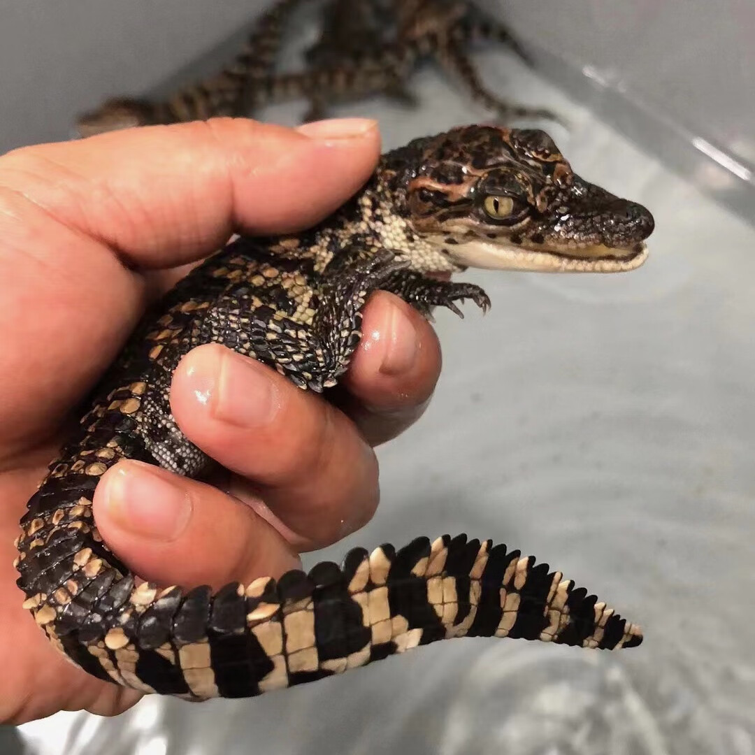 宠物小鳄苗鱼宠物活体白化湾鳄苗包活到家人工养殖网红泰鳄茶宠 30cm