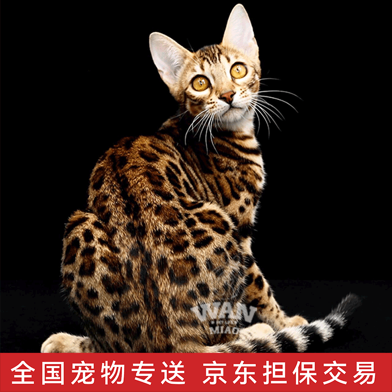 涴喵纯种孟加拉豹猫幼猫血统宠物猫幼崽家养小猫豹纹猫 宠物级 【纯种