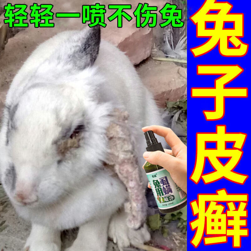 兔子耳朵长癣怎么治疗图片