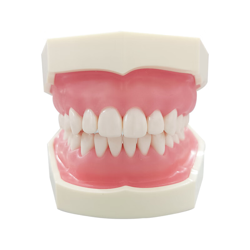 牙齿仿真教学模型  牙齿牙科标准模型全口可拆卸树脂口腔牙科医生教学