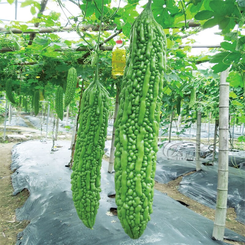 桌面有花春季苦瓜种子长绿苦瓜油绿苦瓜种籽种易种家庭阳台盆栽种 长