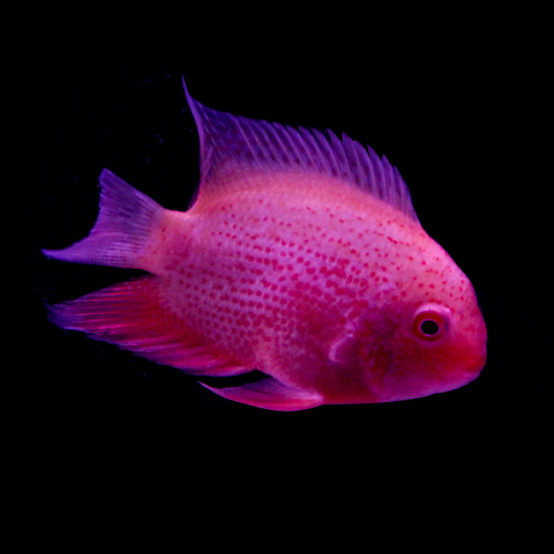 热带观赏鱼淡水喷点红金菠萝鱼活体鹦鹉鱼活物慈鲷鱼九间七彩神仙 8