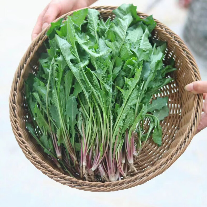 【精选果蔬】现挖现发新鲜蒲公英婆婆丁苦菜食用农家野菜 新鲜2斤