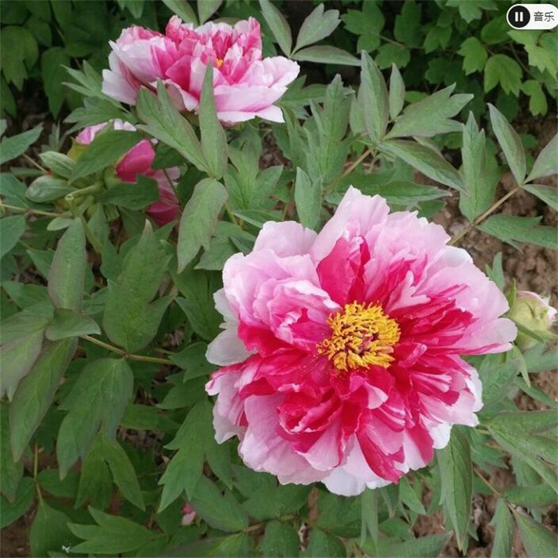 幻珞 牡丹花苗盆栽大苗洛阳牡丹花缠枝重瓣花卉菏泽牡丹花树苗 岛锦(3