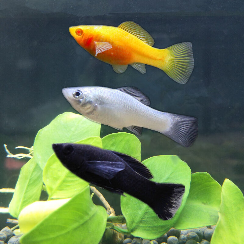 鱼玛丽鱼月光鱼新手好养活体生小鱼好繁殖快 3-4cm玛丽鱼颜色随机5条