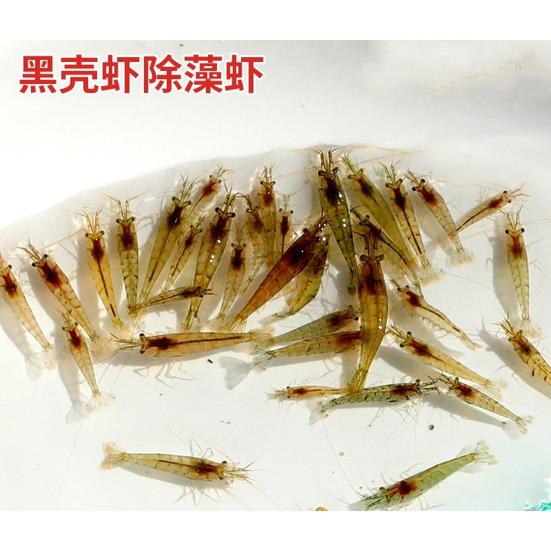 淮安黑壳虾水族箱除藻虾观赏虾清洁虾活体饲料工具虾大眼贼造景虾