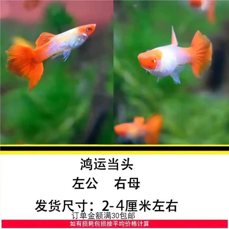 水族活体能查历史价格吗|水族活体价格走势图