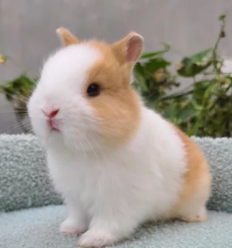 小型侏儒兔子活物凤眼海棠宿舍宠物网红迷你兔进口荷兰垂耳兔活体