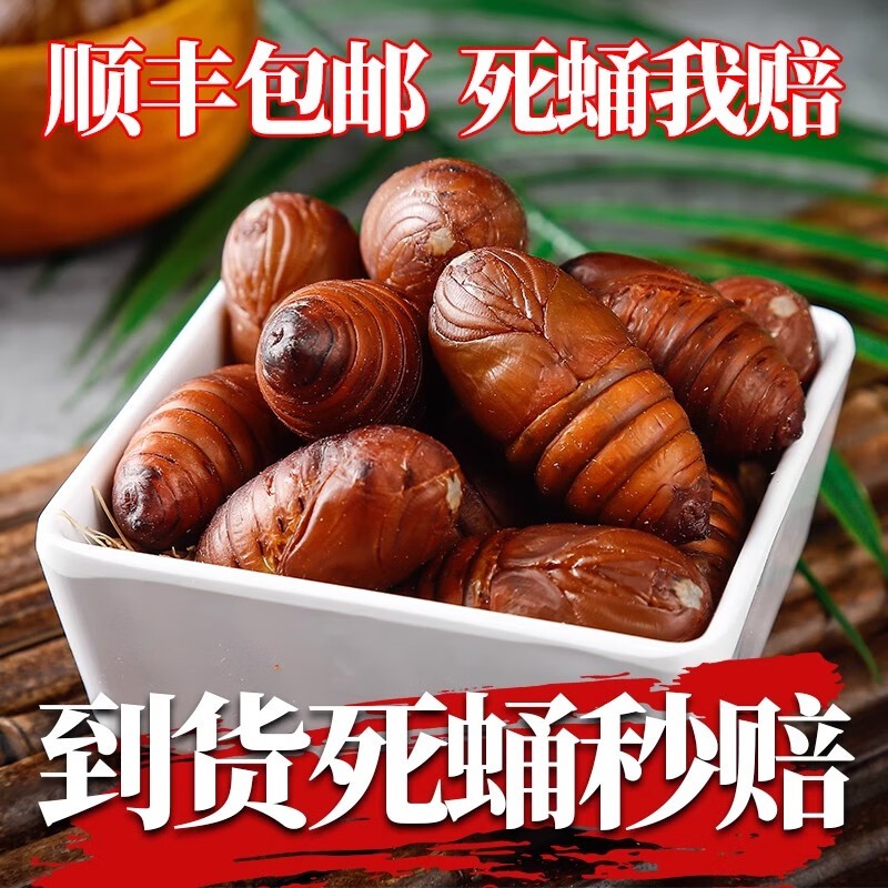 品吉味蚕蛹 东北特产柞树蚕蛹 鲜活个大 500g 顺丰  活体蝉蛹 黄茧蛹 大二黄蚕蛹一斤