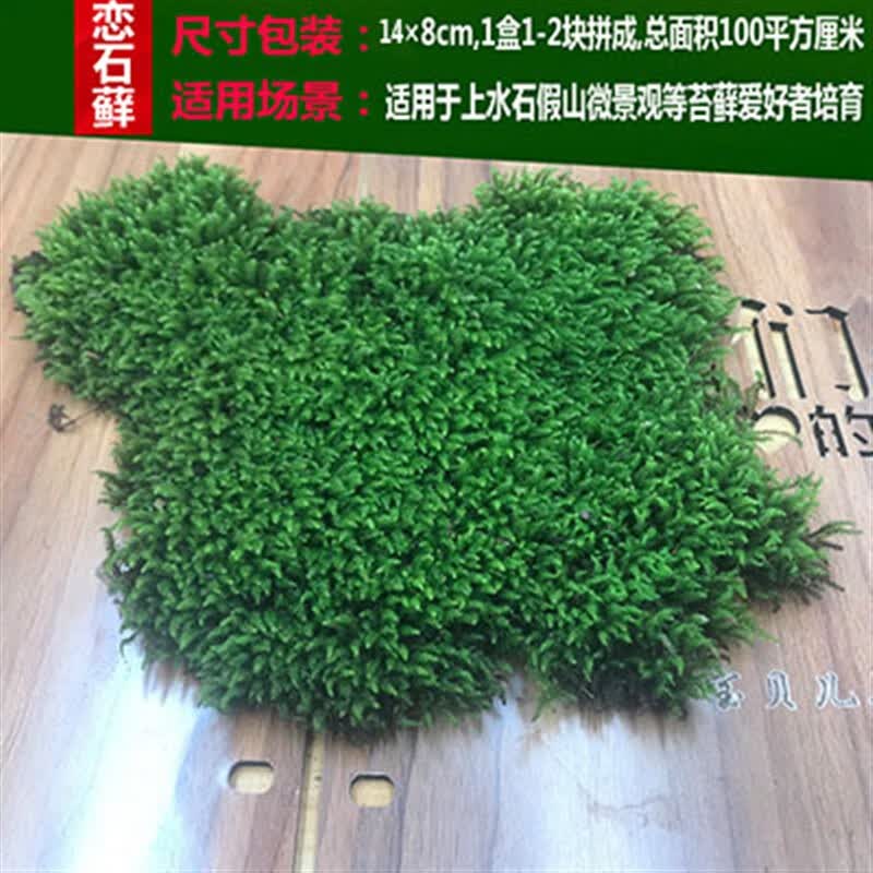 懿儱佩青苔 苔藓植物鲜活兰花铺面 盆景造景盆栽乌龟假山装饰白发藓 恋石藓5盒吸水石假山专用属于什么档次？