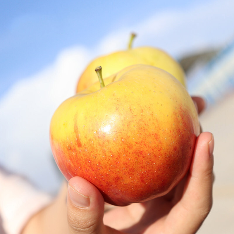 味蕾乐 新疆阿克苏嘎啦果小加力果 红富士水果新鲜新带箱9-10斤现摘当