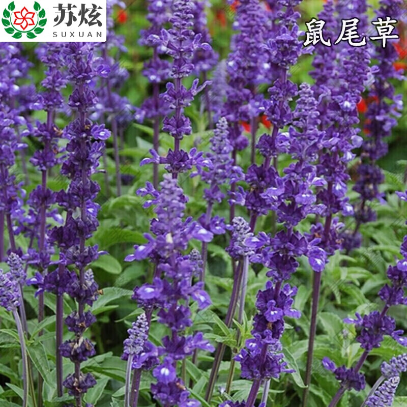 蓝花鼠尾草种子易活春秋播多年生花种花海园林绿化四季景花种籽子 苏