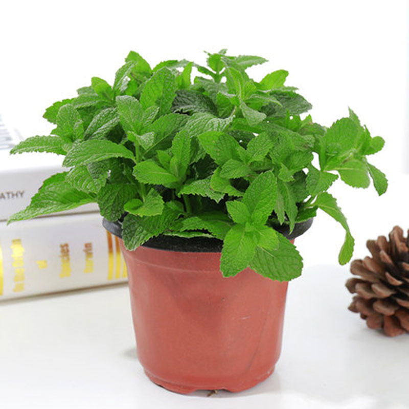 绿植柠檬苗室内水养水培植物迷迭香绿薄荷草 留兰香薄荷 香草植物办公