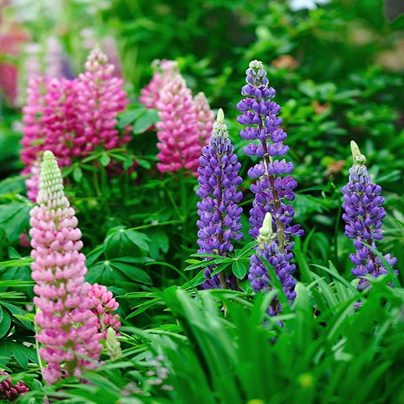 花友秀 鲁冰花种子 羽扇豆花种 花卉种籽 庭院工厂道路花海种植