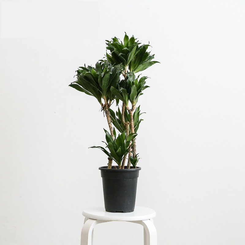 星河 老桩太阳神植物ins网红绿植室内北欧盆栽密叶龙血树dracaena