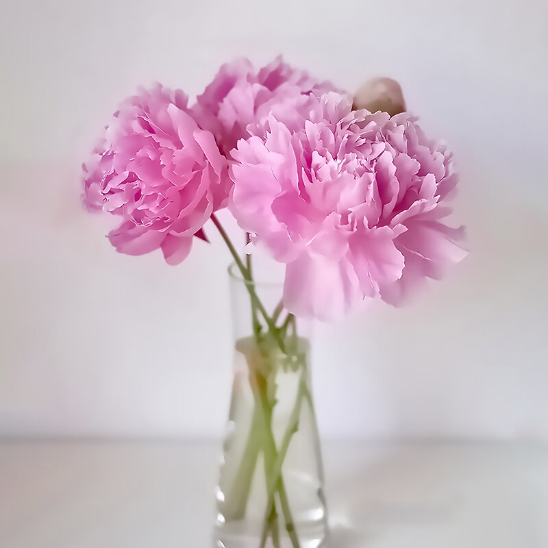 重瓣芍药进口品种(伽玛)鲜花送礼室内装饰趣味插花 伽马5枝