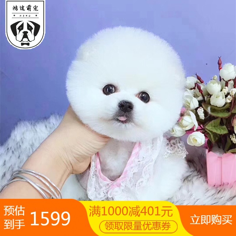 博美犬博美幼犬茶杯犬黄色白色宠物狗活体的可爱狗搏美哈多利系球体俊介宠物级s级母 虎窝购