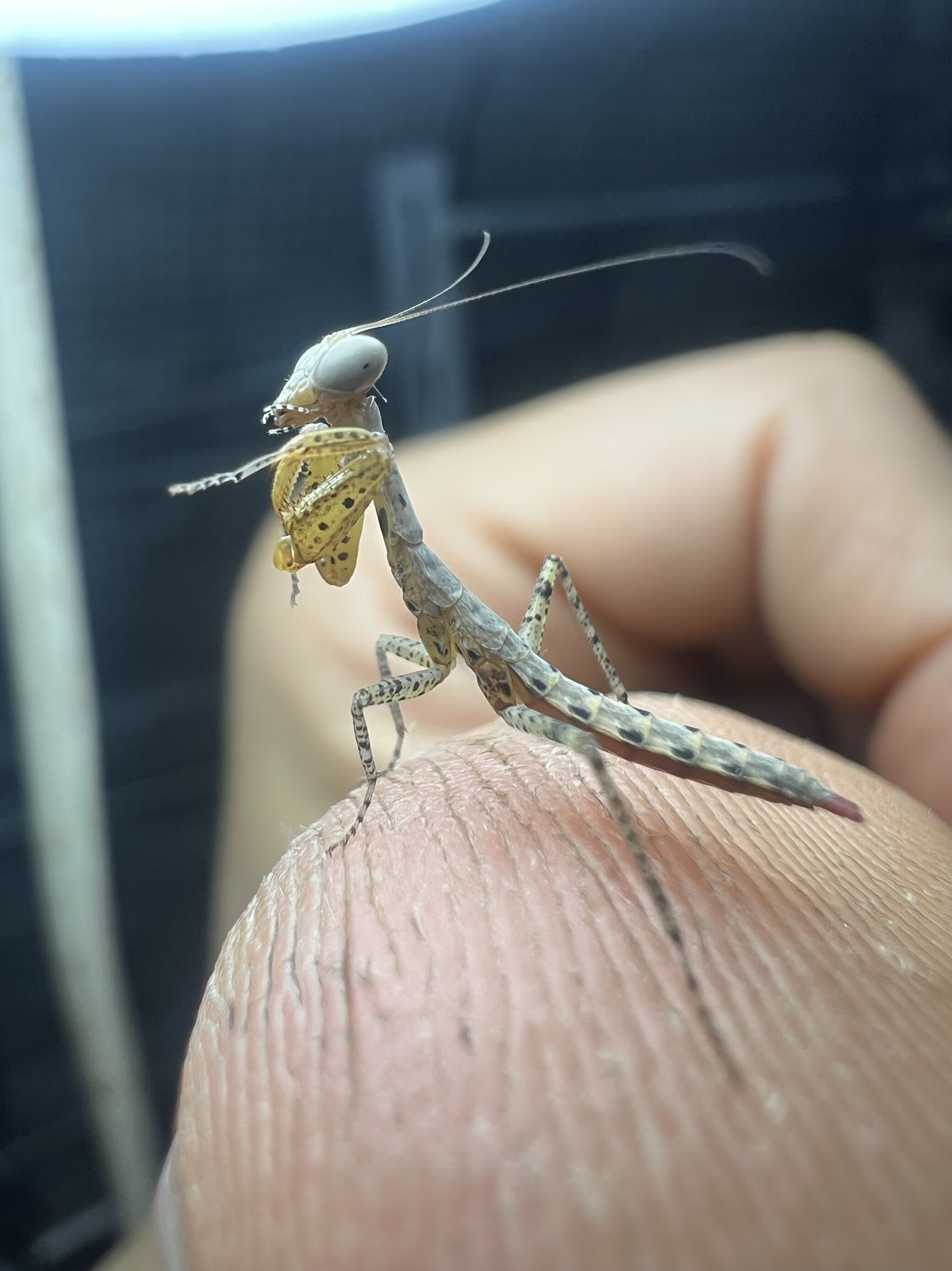 现货圆盾螳螂活体宠物昆虫活体宠物昆虫宽菱背螳螂盾螳办公室宠物