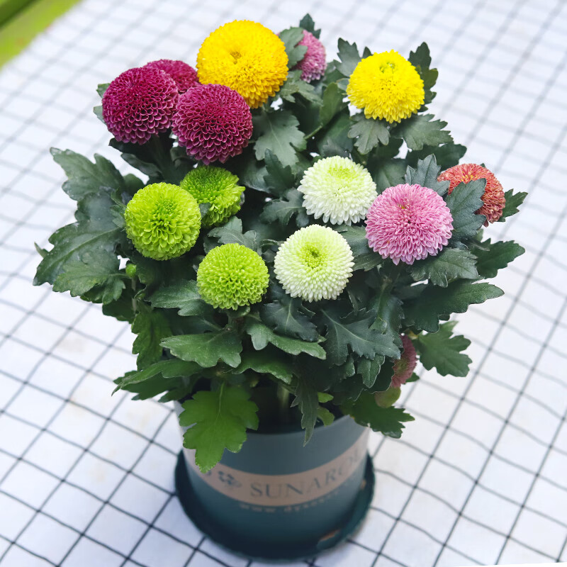 阳台庭院花园好养花卉植物彩色菊花盆栽鲜花绿植 彩虹乒乓菊5色以上