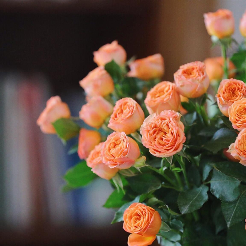 花苗特大花卉浓香绿植物盆栽蔷薇玫瑰果汁阳台庭院 珊瑚泡泡(中苗)