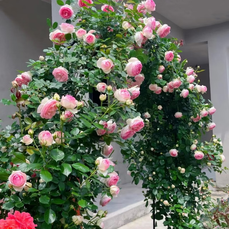 �����¼����������¼���Ũ����ٱ�ֲ�ﻨ��������̨ͥԺ����Ǿޱ�� ��ɳ��ʯ ���� ��60����-70���ס�