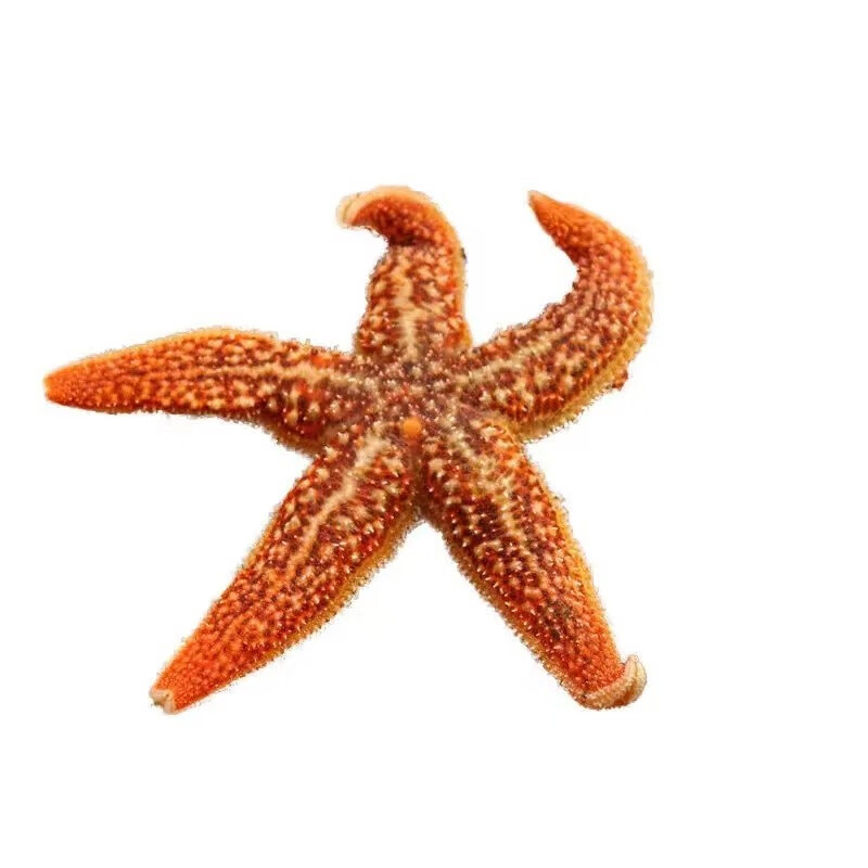 京尊达海鲜水产海星大海星新鲜五角星海五星满籽熟冻即食海鲜 一斤装