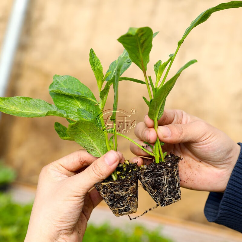 寿禾 人参果苗树苗盆栽南方果树大果云南水果苗子秧苗人生果北方四季