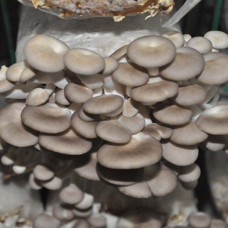 香菇菌包蘑菇菌包平菇菌种室内家庭种植包种子食用菌收纳包 秀珍