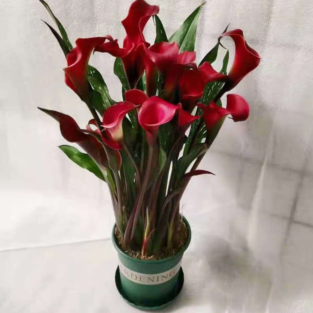 卉双彩色马蹄莲鲜花盆栽带花苞四季开花阳台客厅好养花卉植物 酒红色