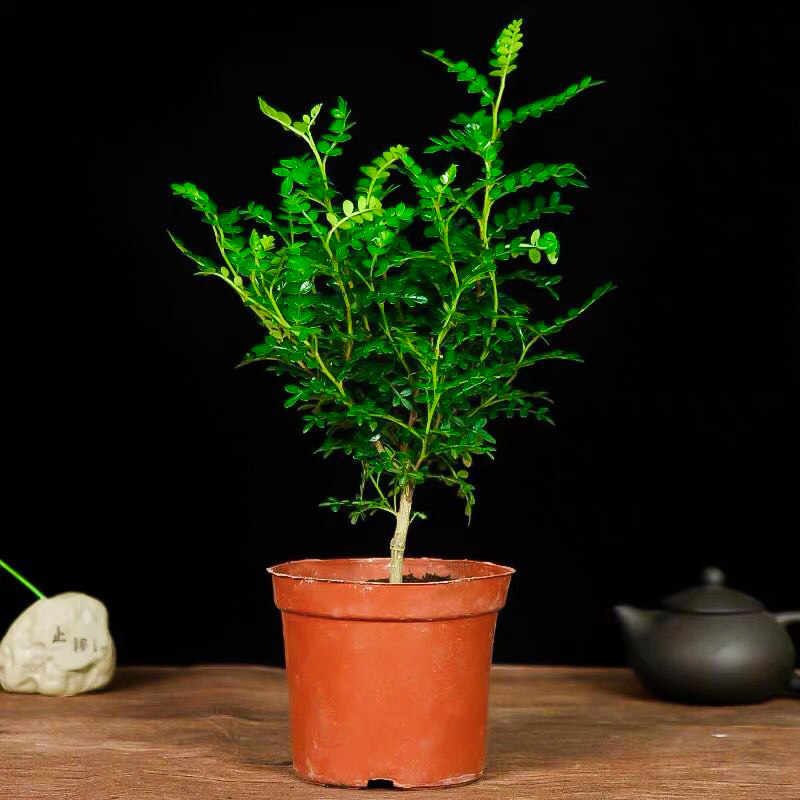 清香木盆栽胡椒木盆栽防驱蚊草植物好养室内花卉绿植九里香树苗盆景
