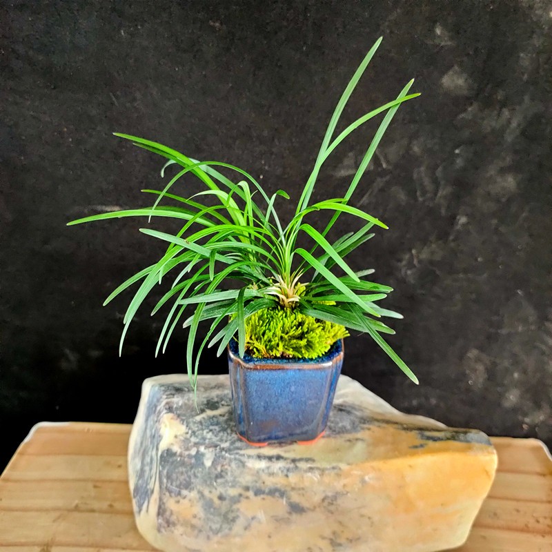 野生麦冬草绿化苗工程苗矮麦冬玉龙草高档庭院耐寒四季常青细叶苗 1颗