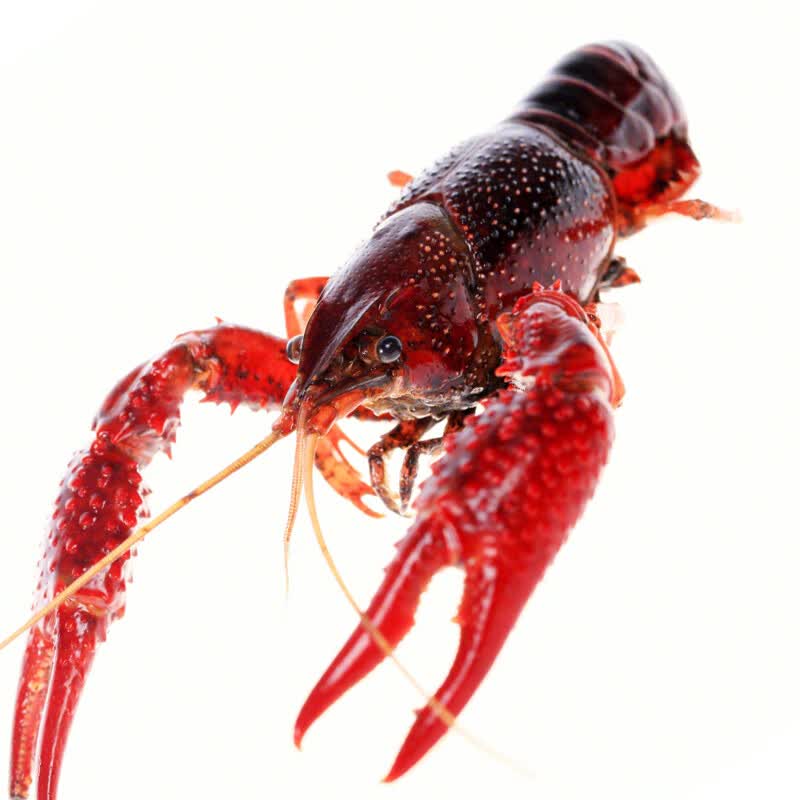 凡今仟味【活鲜】鲜活小龙虾500g 4-6钱龙虾活