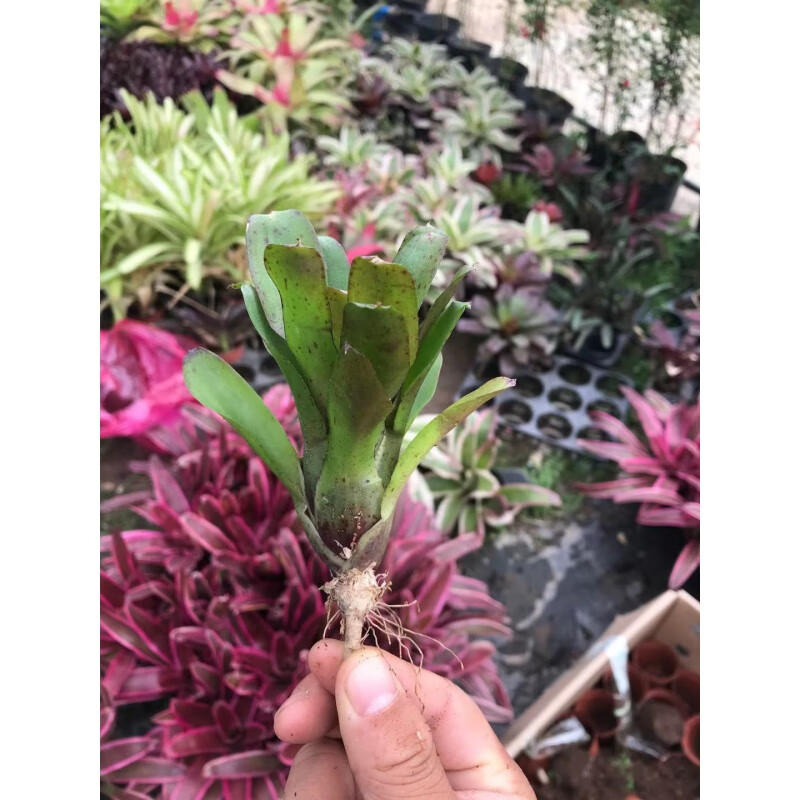 梦茜儿(mexemina)积水凤梨 姬凤梨 大中小型雨林缸水陆生态水草爬虫缸