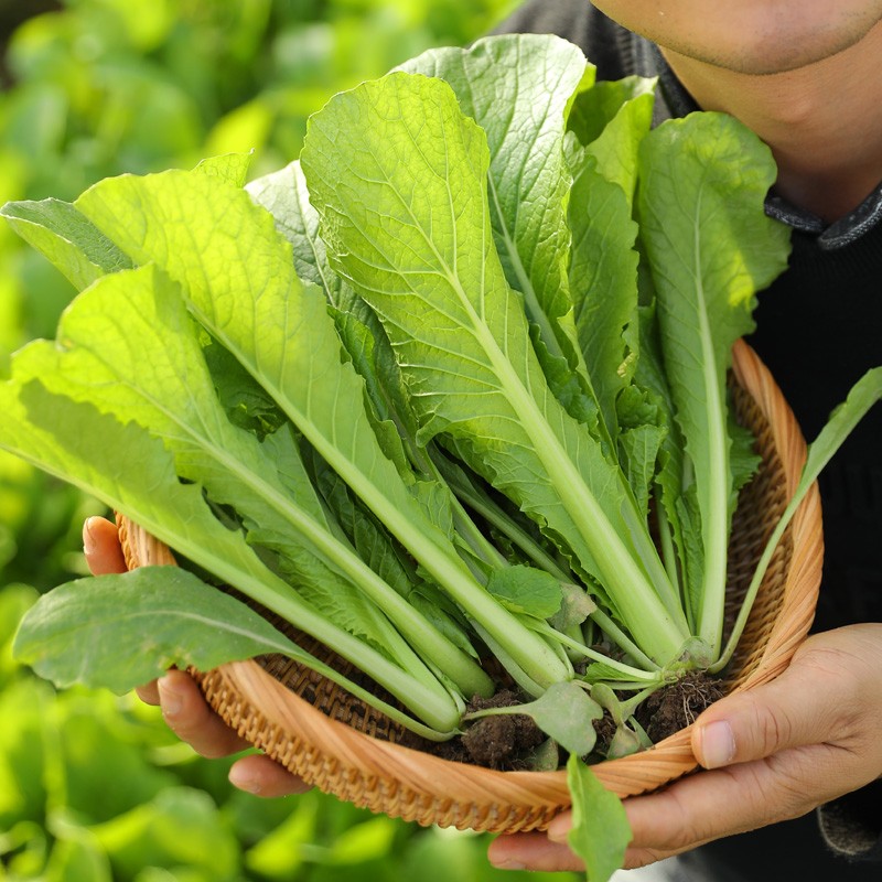 品种大全四季播种家庭种植阳台2月份春天种的菜籽 绿快18天小白菜种子