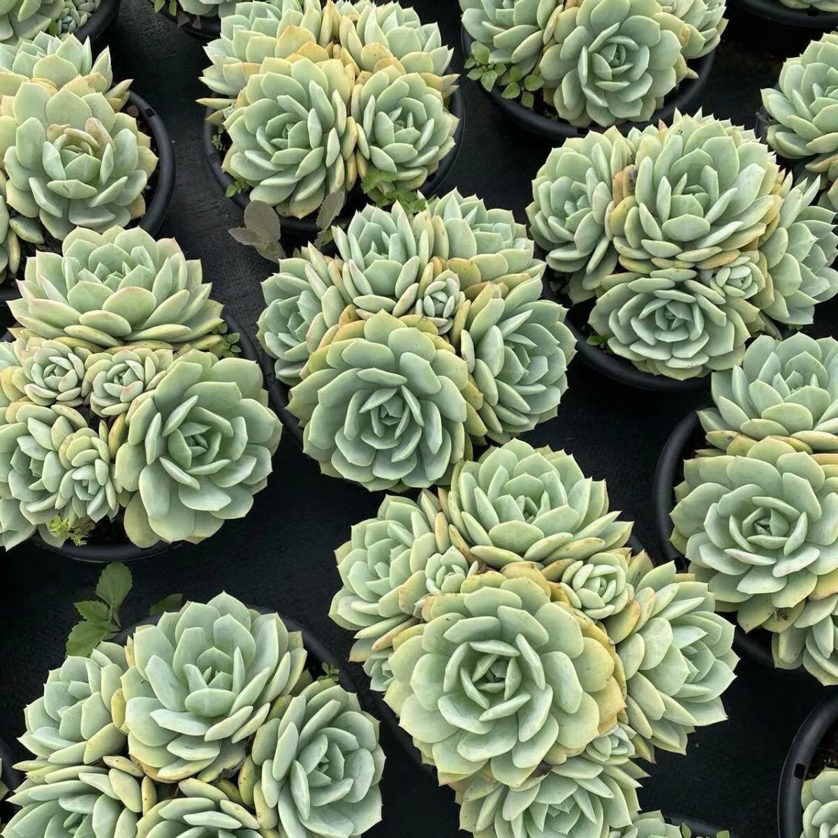 多肉植物超大群生恋曲稀缺贵货新手室内阳台盆栽办公桌绿植盆景 精选