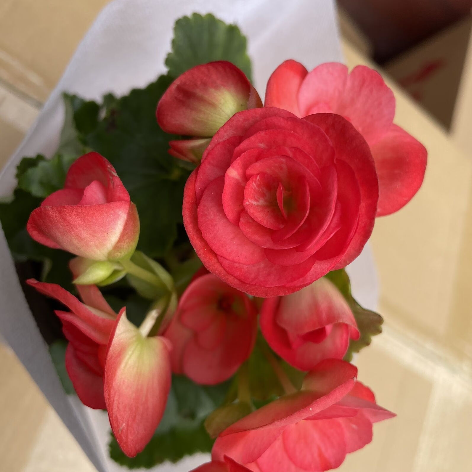 穆淳傲丽格海棠重瓣玫瑰盆栽四季开花带花苞发货室内阳台玫红 水粉色
