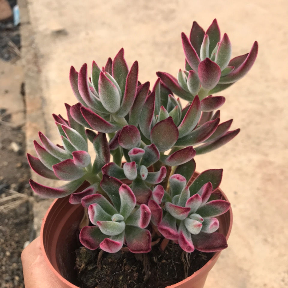 【京选优品】厂家直销锦晃星多肉植物大老桩小老庄多头群生肉肉超大易