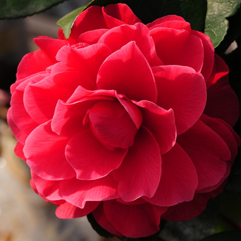 虹越精品茶花树苗  阳台庭院易养花灌木花卉花苗 越姿 2年生嫁接苗 1