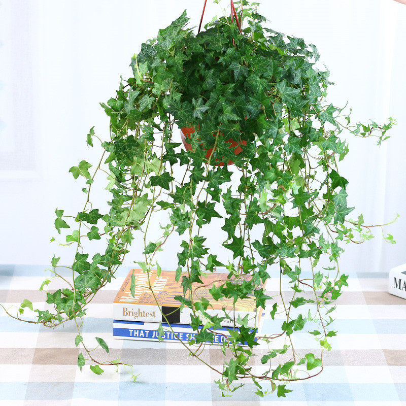 紫兮澜常青藤盆栽植物室内垂吊四季蔓绿植 常春藤1盆【简易吊盆】